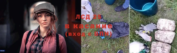 индика Новозыбков