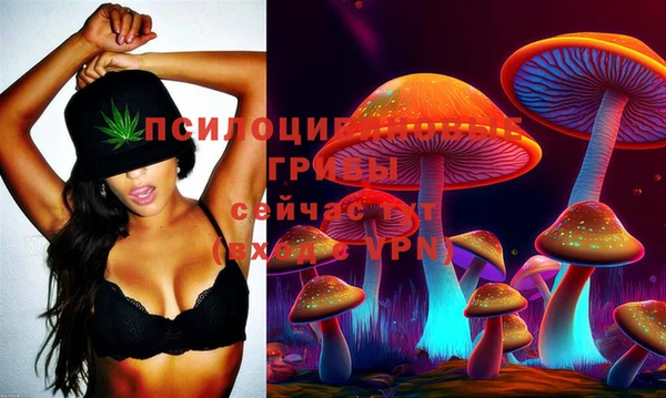 индика Новозыбков