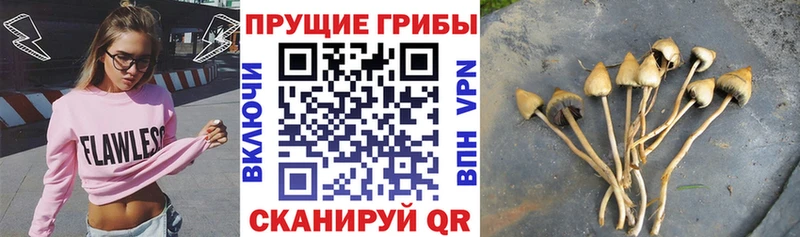 Псилоцибиновые грибы прущие грибы  хочу наркоту  Шарыпово 